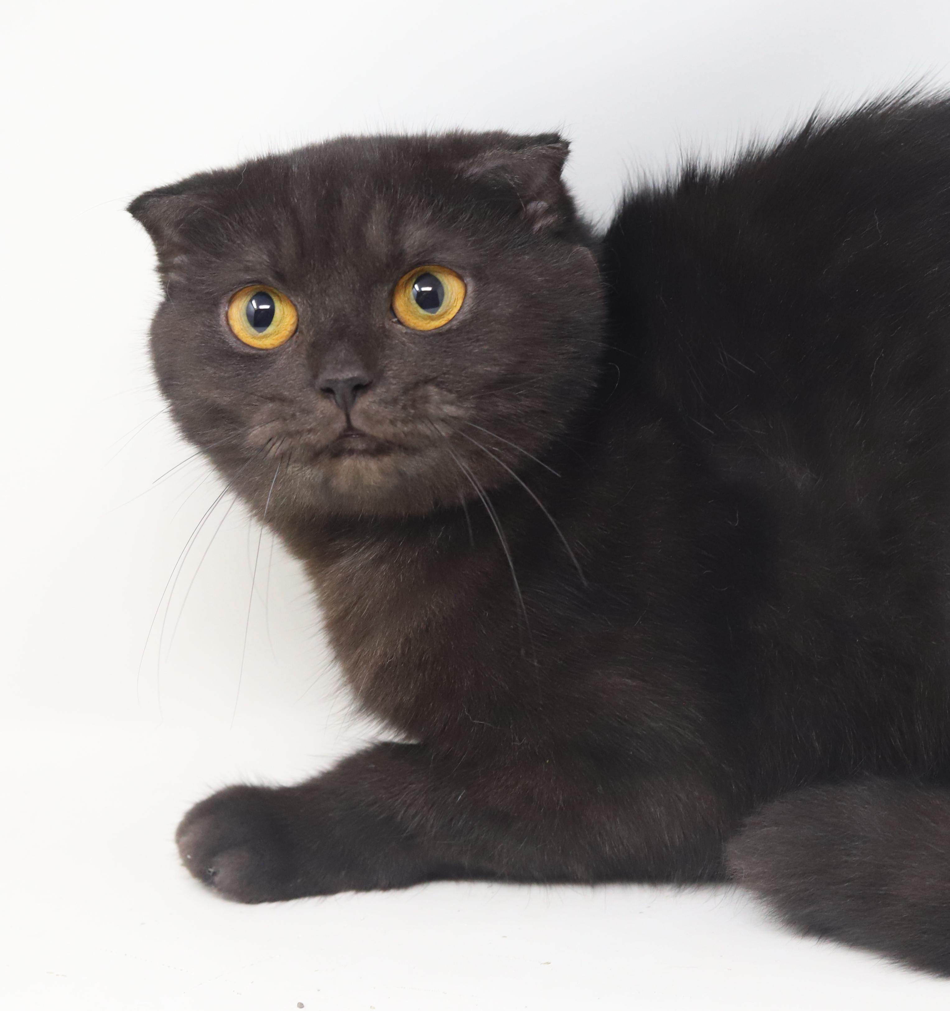 Nessie is nothing but SWEET SWEET SWEET!  SCOTTISH FOLD MAGIC!  Bonded with Bruce!  VIDEO!