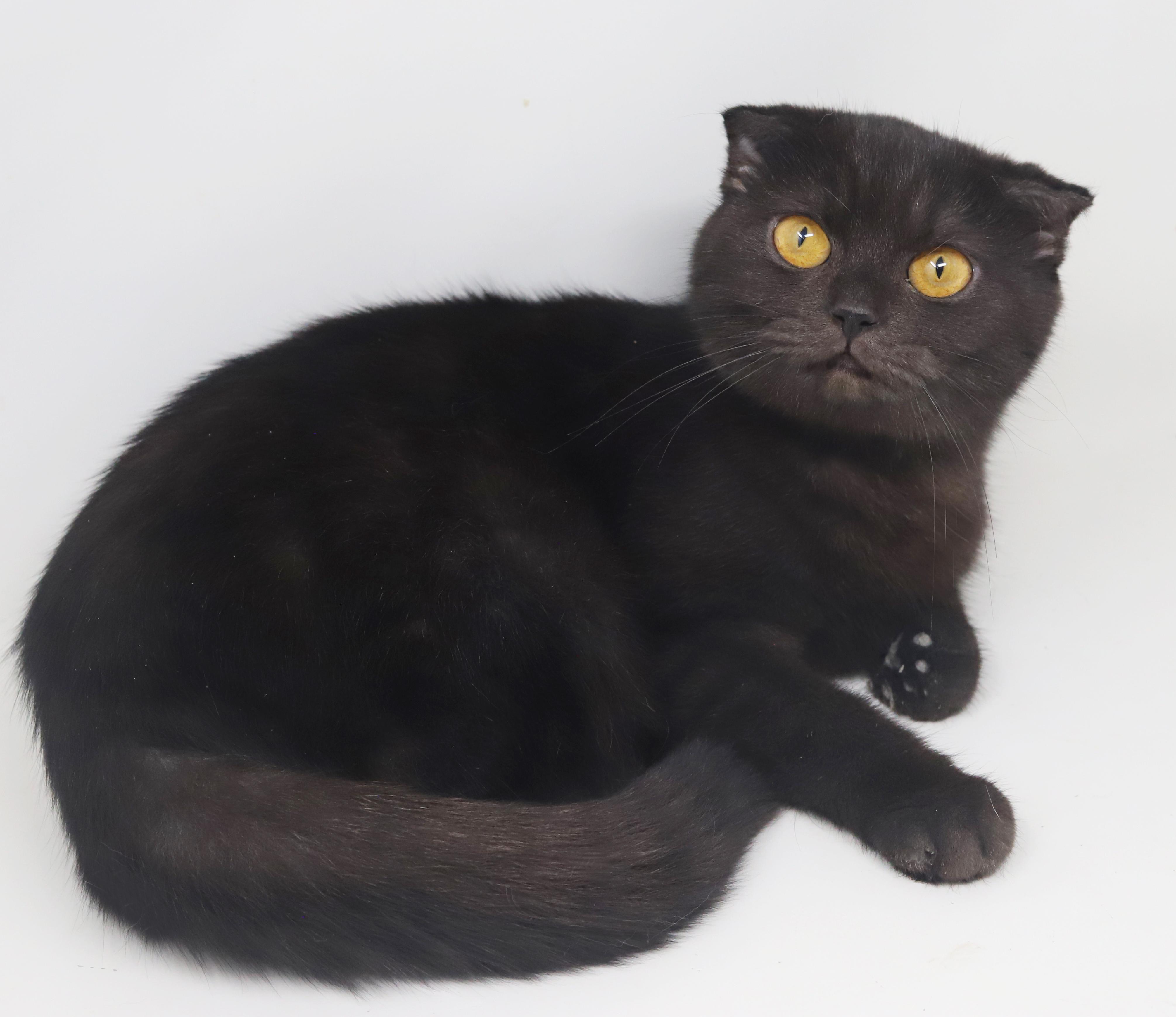 Nessie is nothing but SWEET SWEET SWEET!  SCOTTISH FOLD MAGIC!  Bonded with Bruce!  VIDEO!