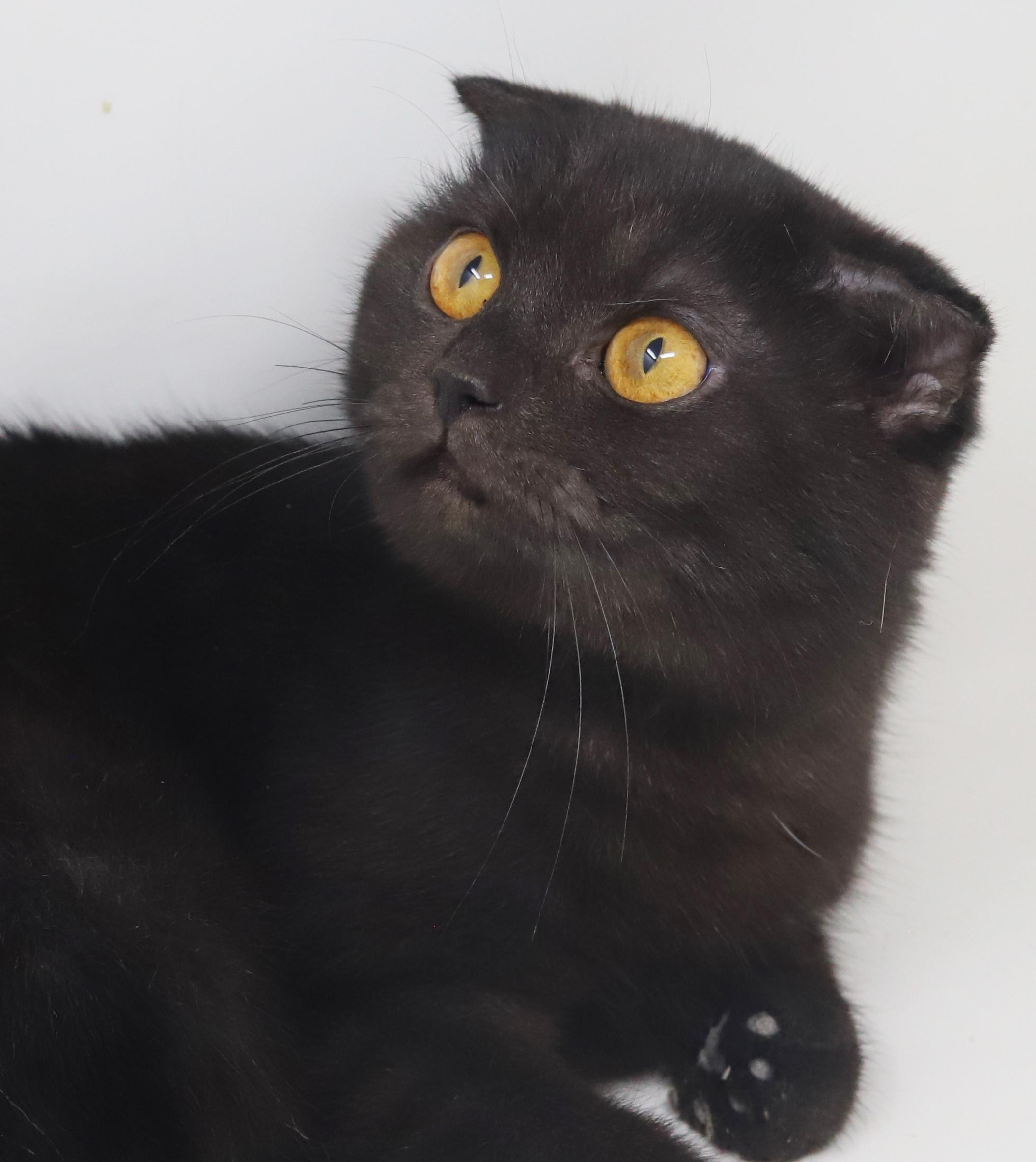 Nessie is nothing but SWEET SWEET SWEET!  SCOTTISH FOLD MAGIC!  Bonded with Bruce!  VIDEO!