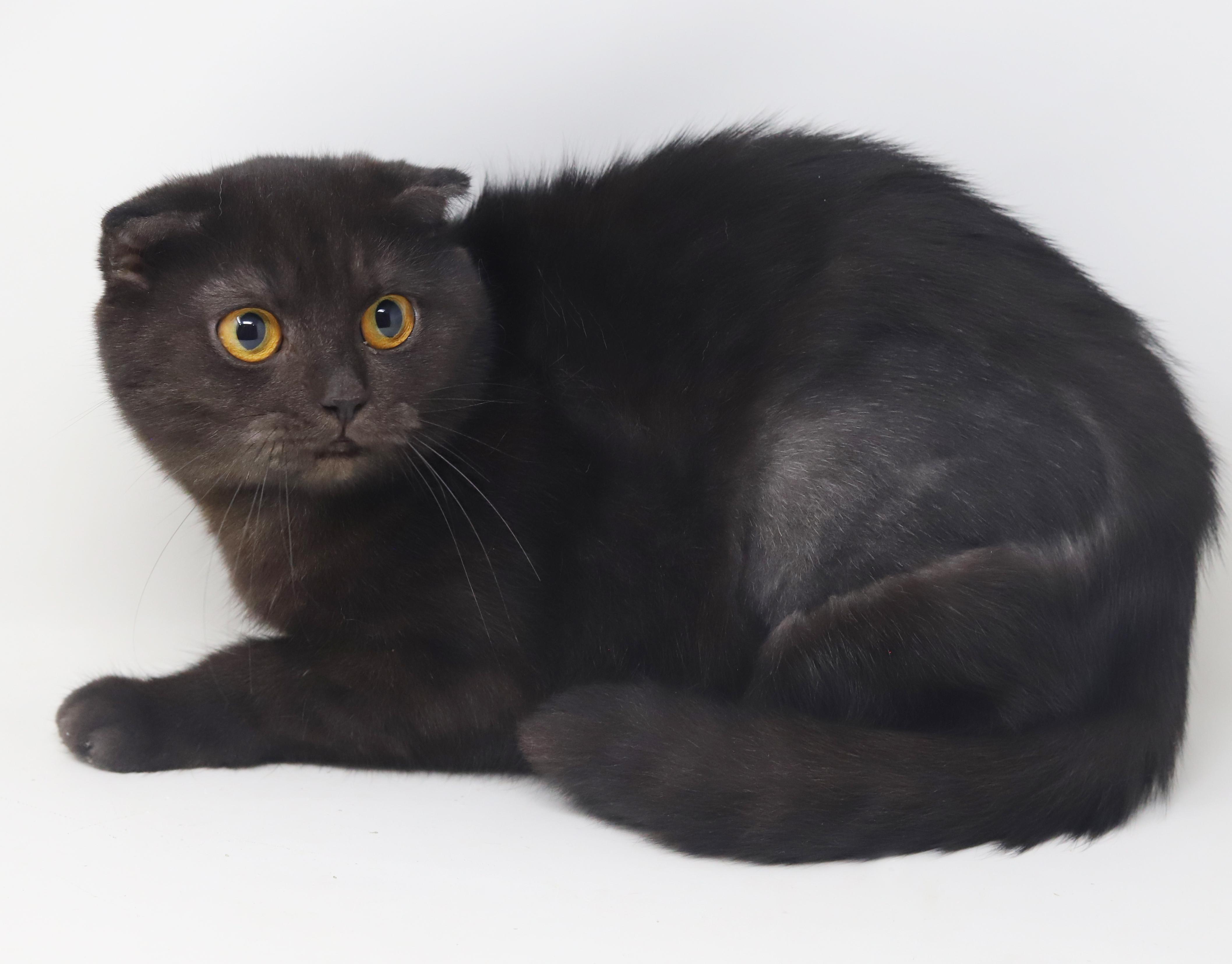 Nessie is nothing but SWEET SWEET SWEET!  SCOTTISH FOLD MAGIC!  Bonded with Bruce!  VIDEO!
