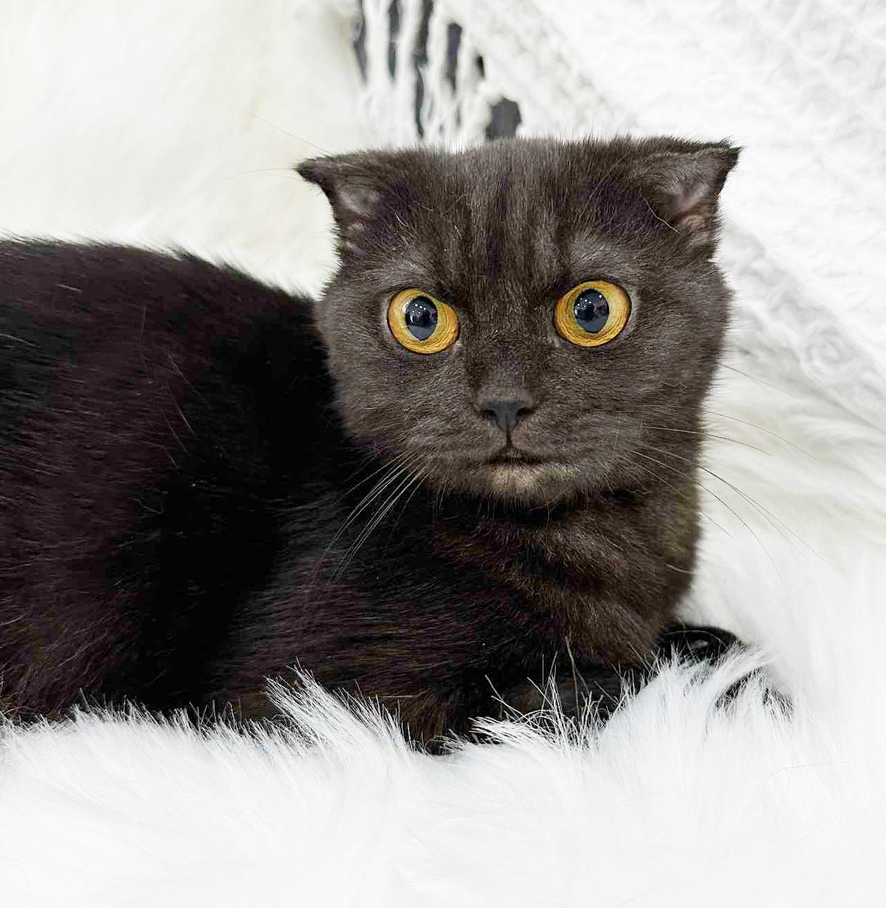 Nessie is nothing but SWEET SWEET SWEET!  SCOTTISH FOLD MAGIC!  VIDEO!