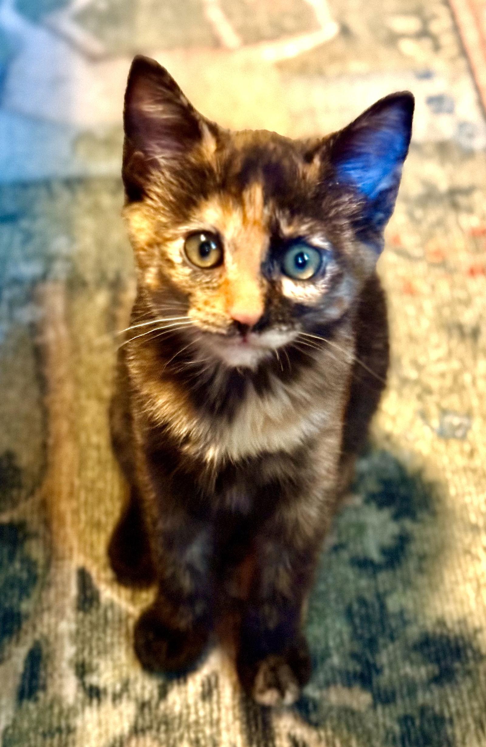 Enlarge Eggnog, a Adoptable Domestic Short Hair in Shawnee, KS image 1/2