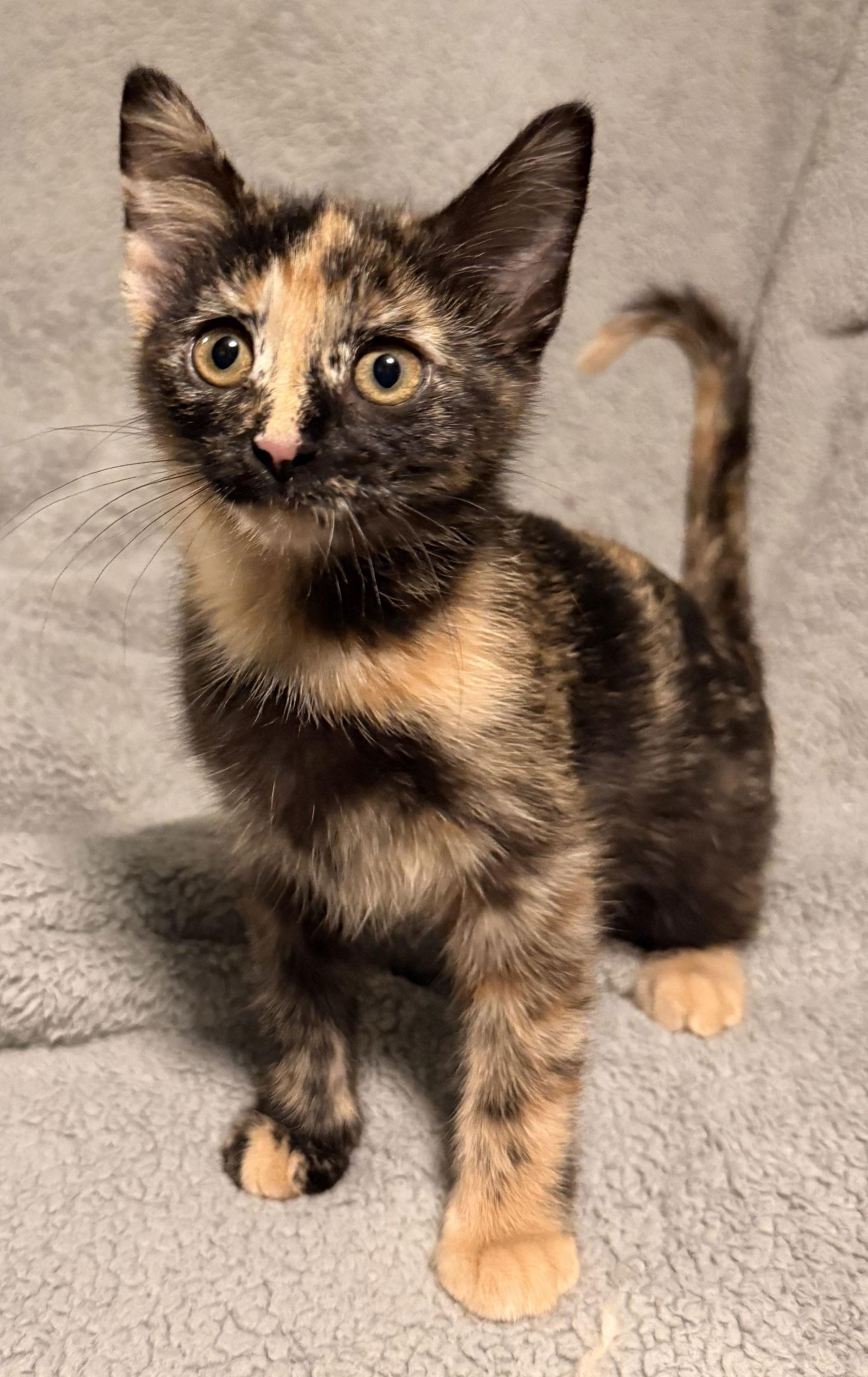 Enlarge Eggnog, a Adoptable Domestic Short Hair in Shawnee, KS image 2/2