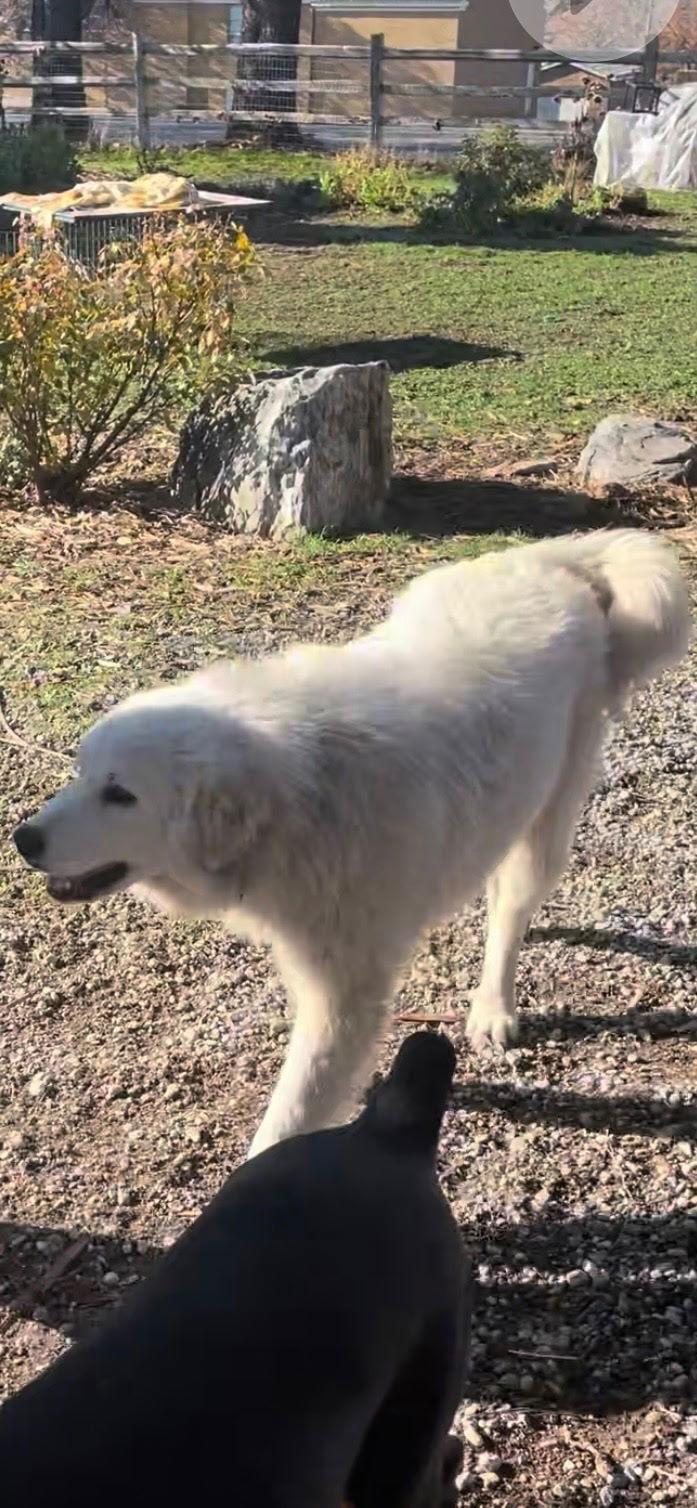 Enlarge Bailey GP, a Adoptable Great Pyrenees in Midway, UT image 3/3