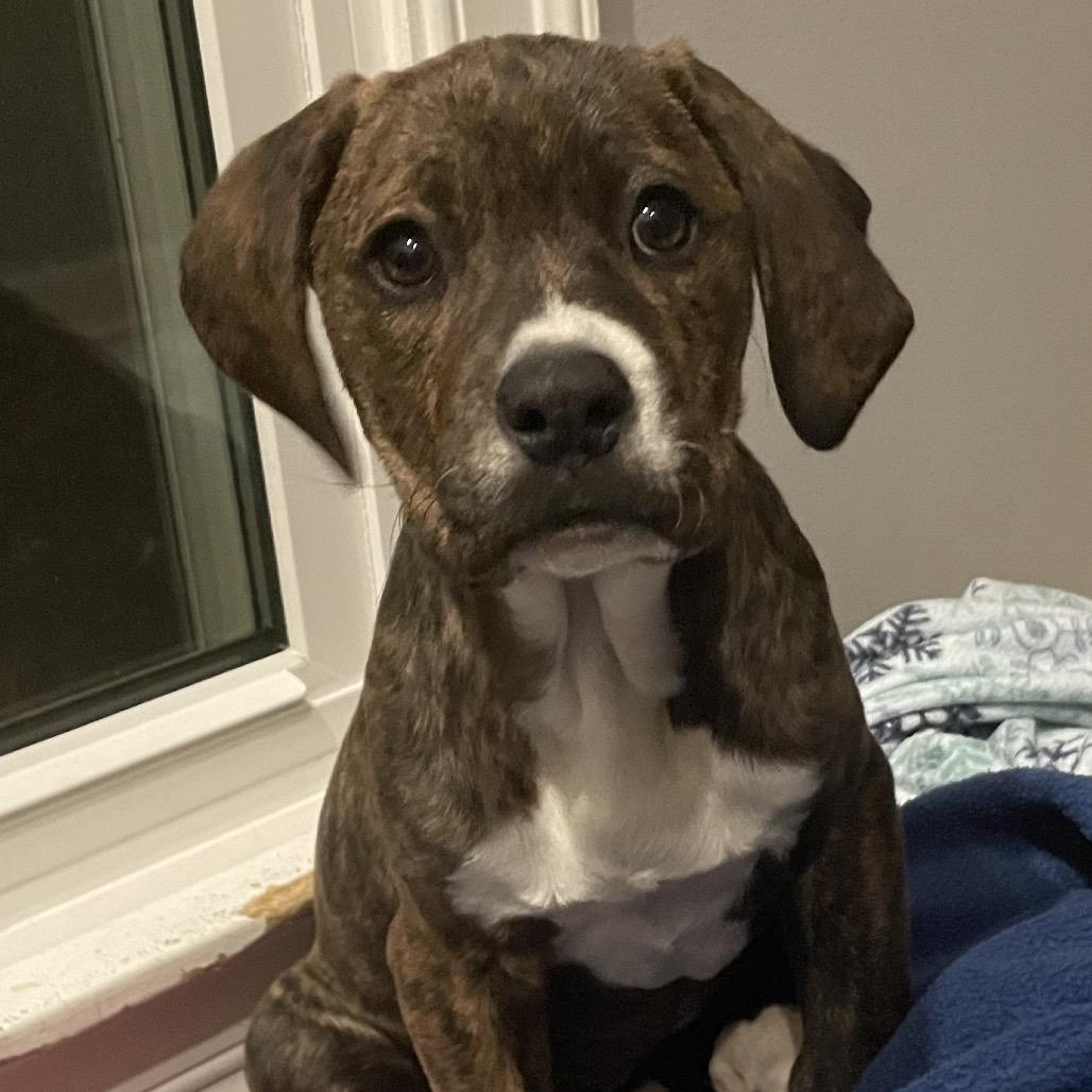 Enlarge Colleen, a Adoptable mixed breed in Arlington , VA image 2/6