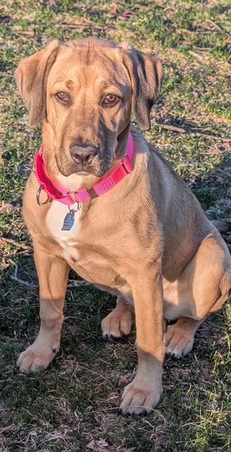 Enlarge Henny, an adopted mixed breed in Grand Rapids, MI image 2/5