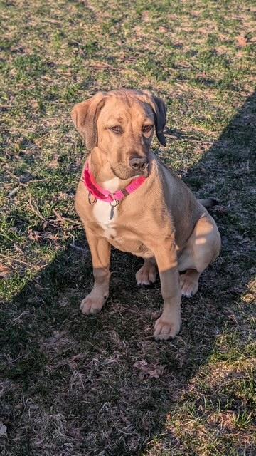 Enlarge Henny, an adopted mixed breed in Grand Rapids, MI image 5/5