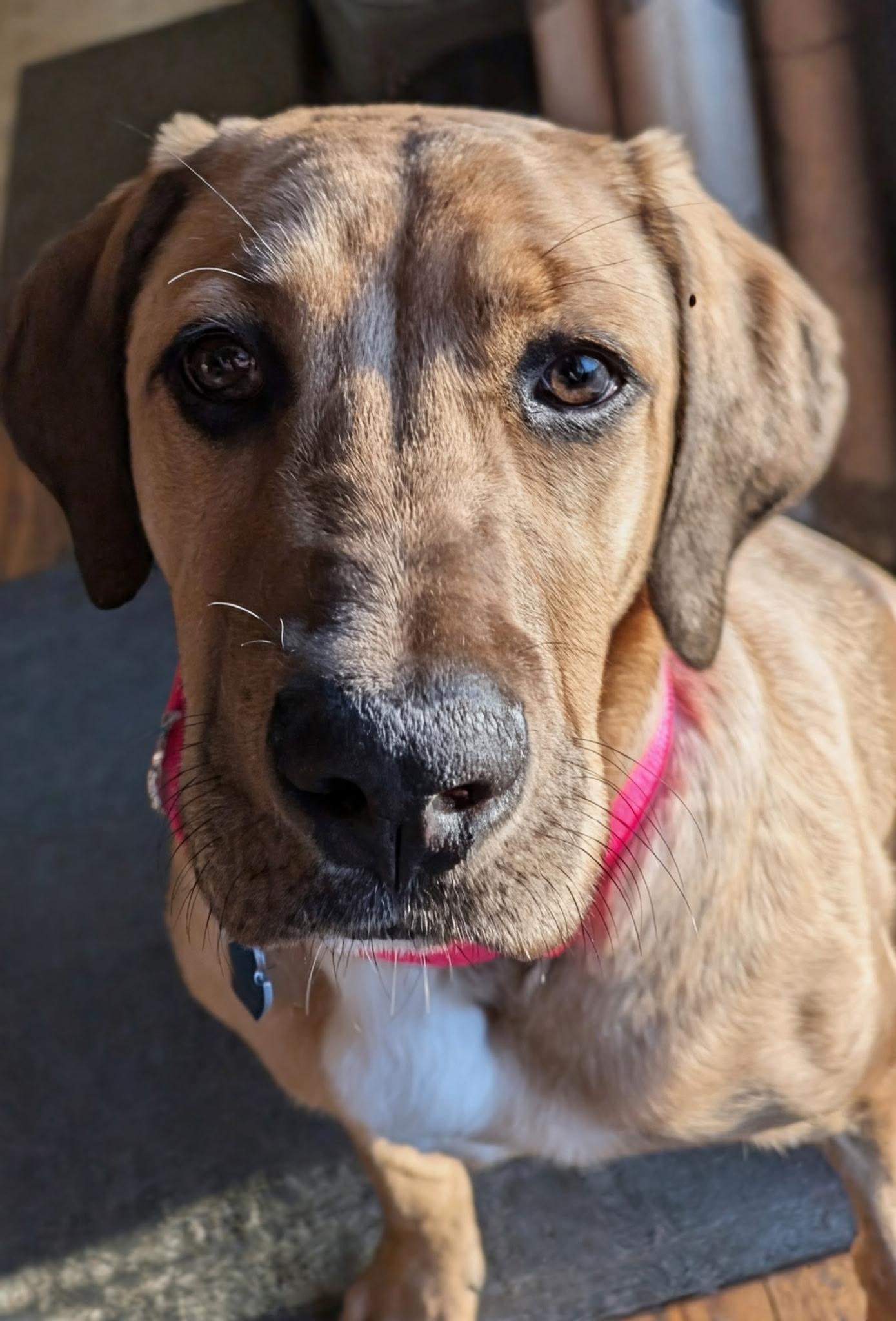 Enlarge Henny, an adopted mixed breed in Grand Rapids, MI image 1/5