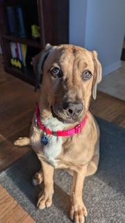 Enlarge Henny, an adopted mixed breed in Grand Rapids, MI image 3/5