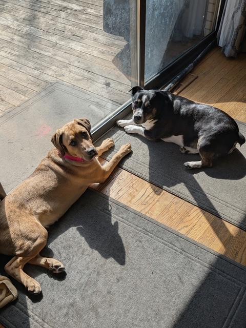 Enlarge Henny, an adopted mixed breed in Grand Rapids, MI image 4/5