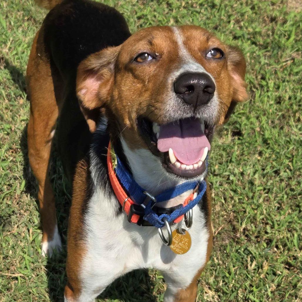Totally Tucker, Adoptable, Adult Male American Foxhound.