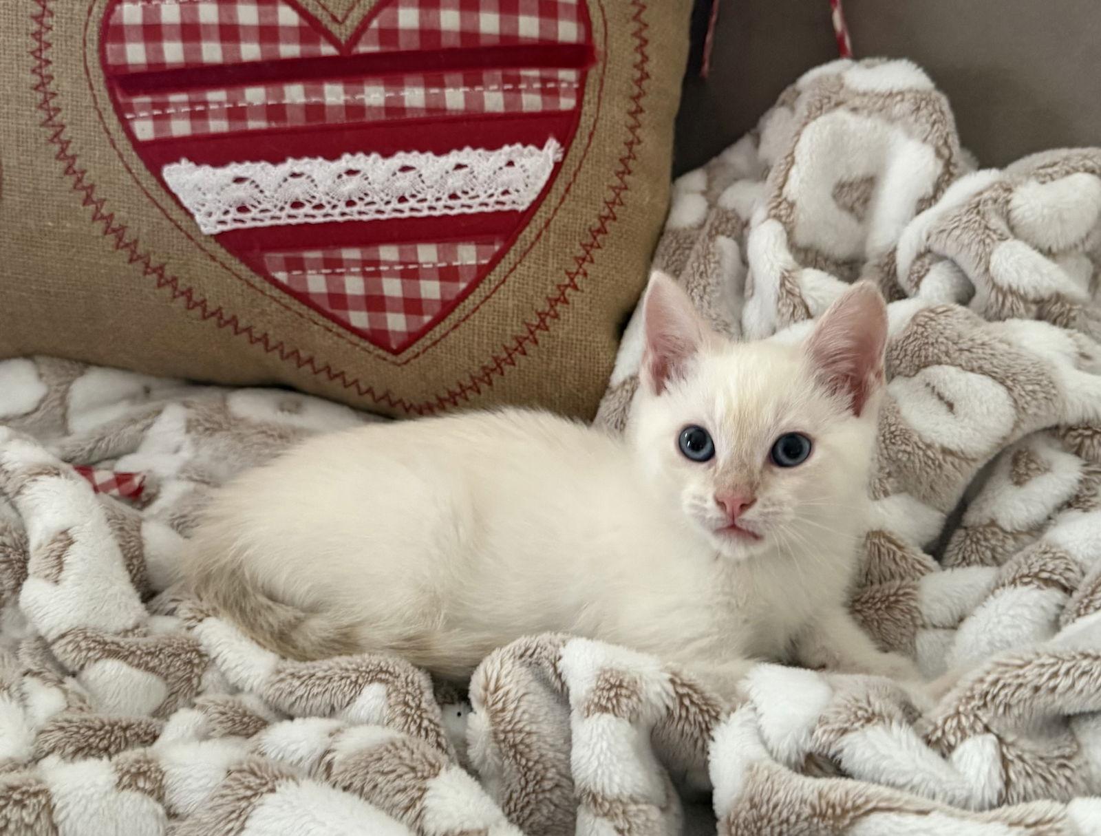 Charlie, Adoptable, Kitten Male Siamese & Domestic Short Hair.