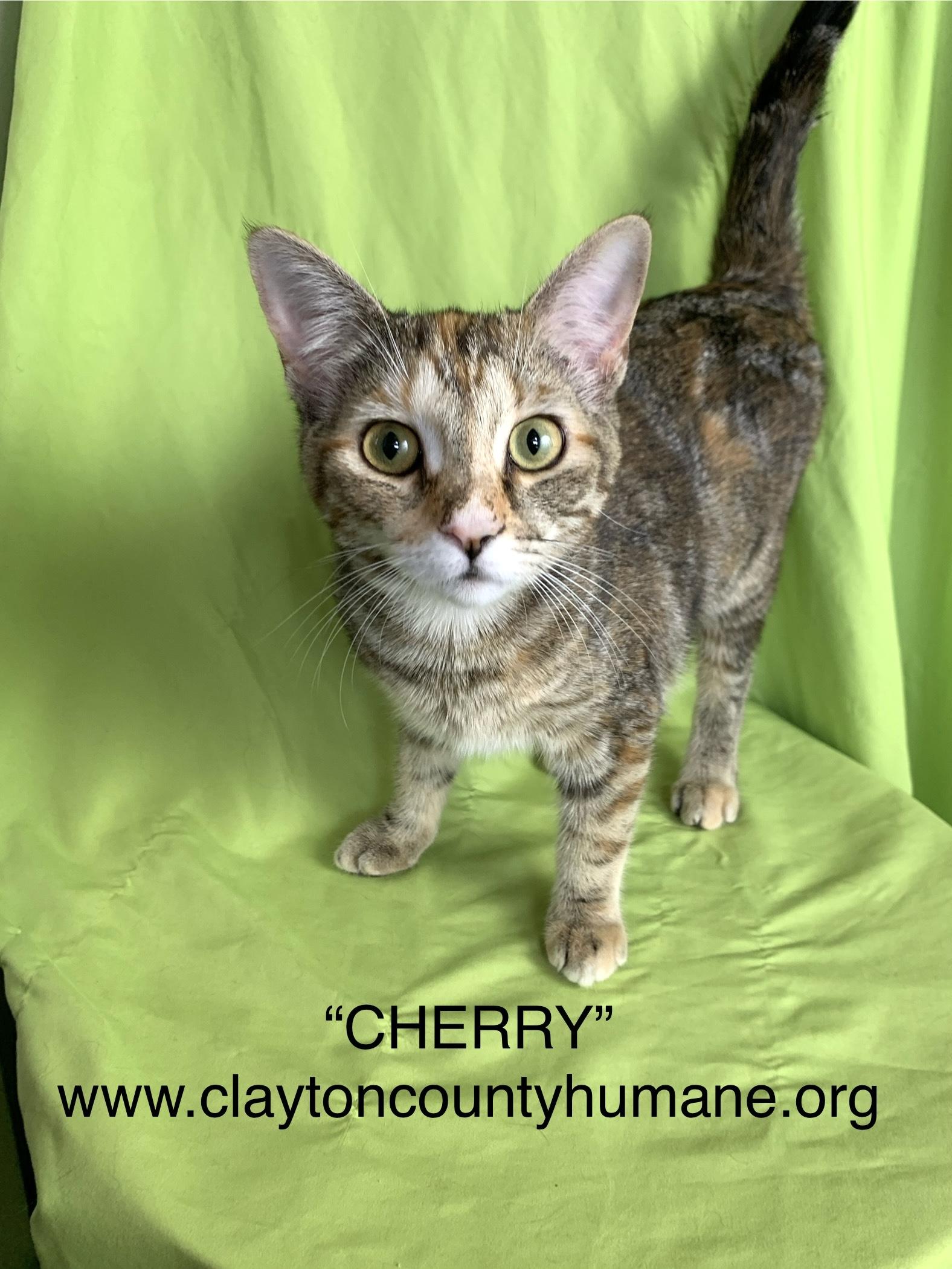 Enlarge Cherry, a Adoptable Domestic Short Hair in Jonesboro, GA image 1/1