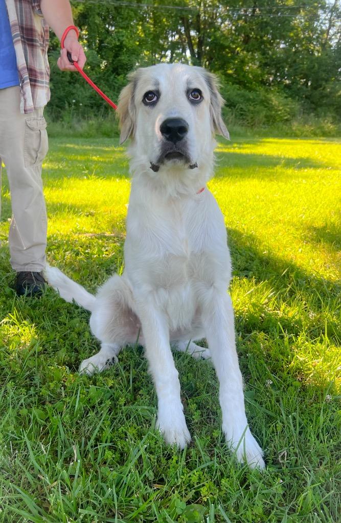Wellerman, Adopted, Puppy Male Great Pyrenees.