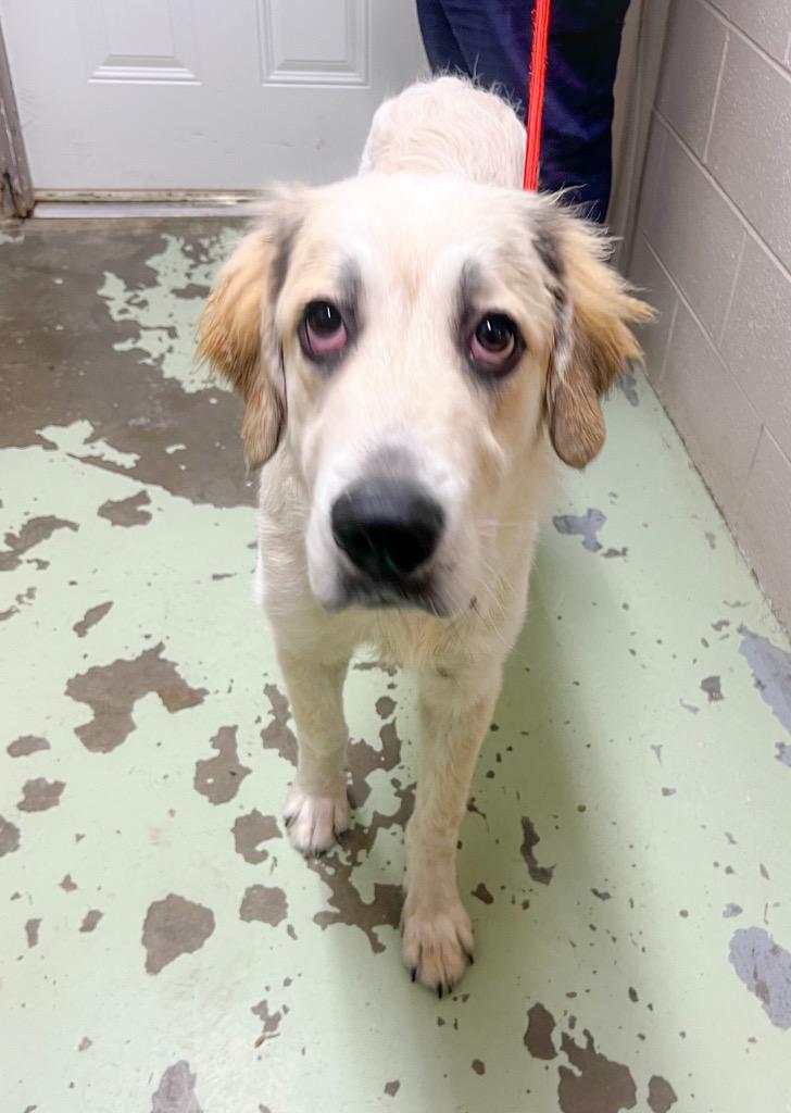 Enlarge Wellerman, a Adopted Great Pyrenees in Murray, KY image 2/5