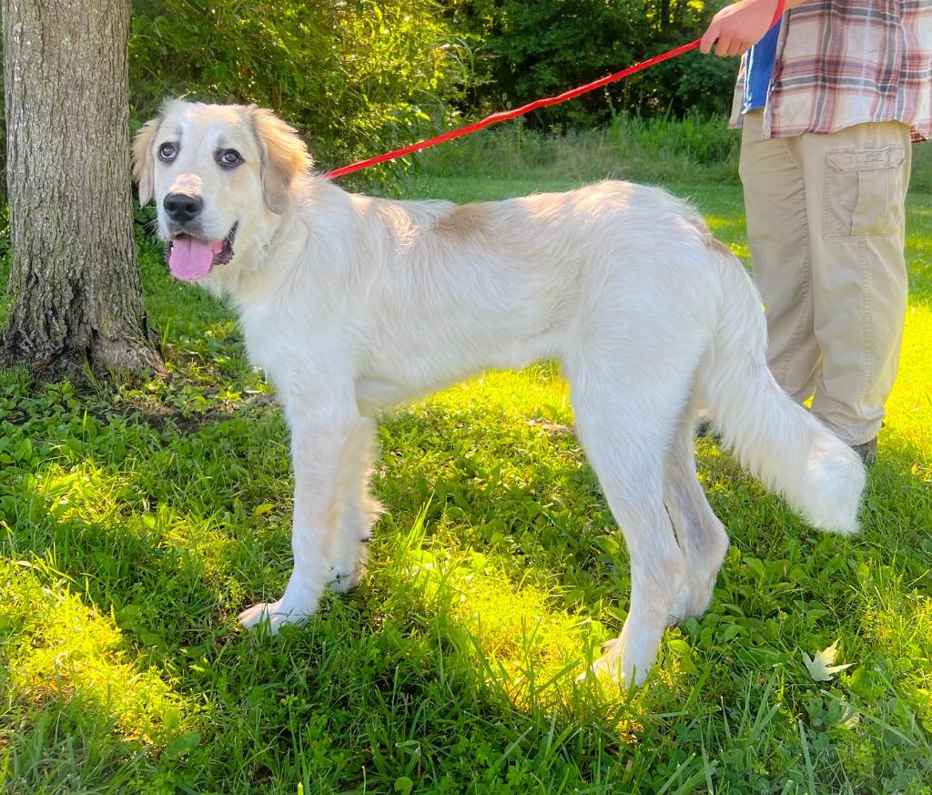 Enlarge Wellerman, a Adopted Great Pyrenees in Murray, KY image 3/5