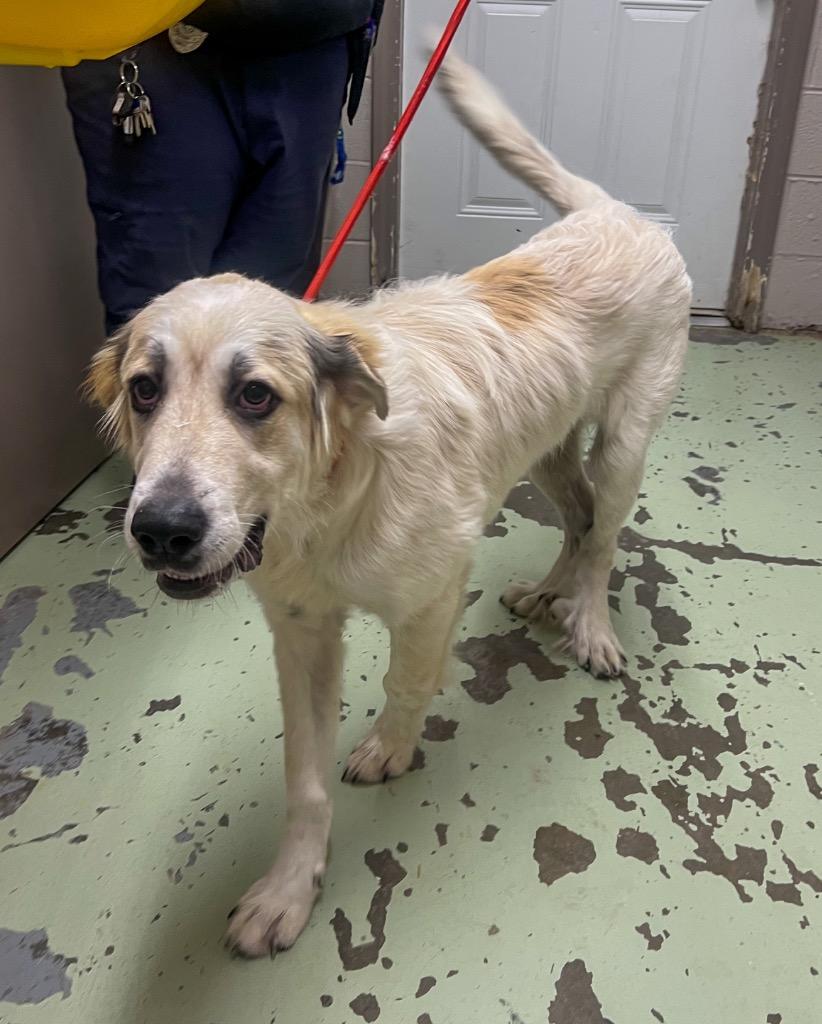 Enlarge Wellerman, a Adopted Great Pyrenees in Murray, KY image 4/5