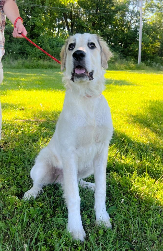 Enlarge Wellerman, a Adopted Great Pyrenees in Murray, KY image 5/5