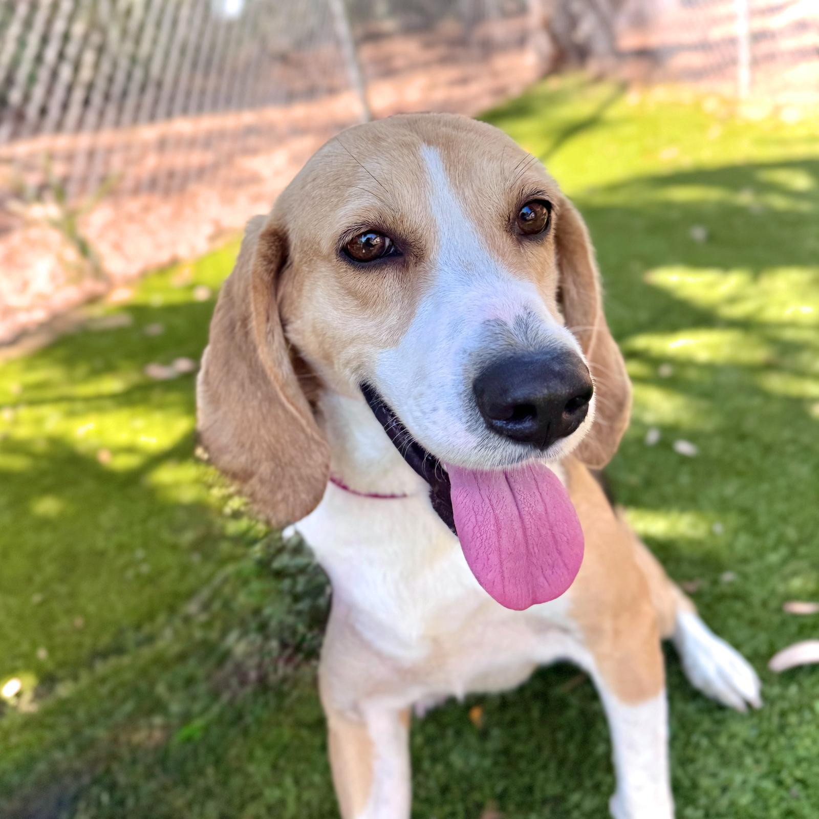 Enlarge Pebbles, a Adoptable Hound in Hilton Head Island, SC image 1/3