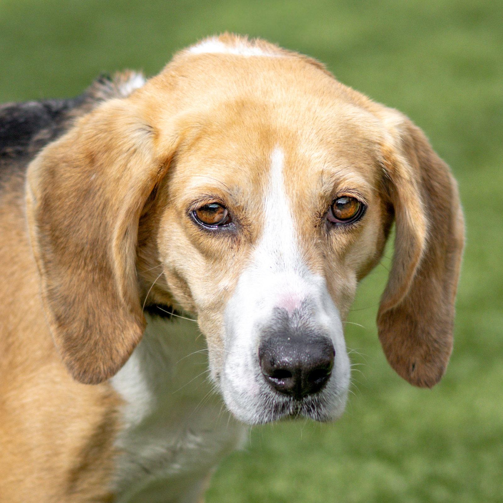 Enlarge Pebbles, a Adoptable Hound in Hilton Head Island, SC image 2/3