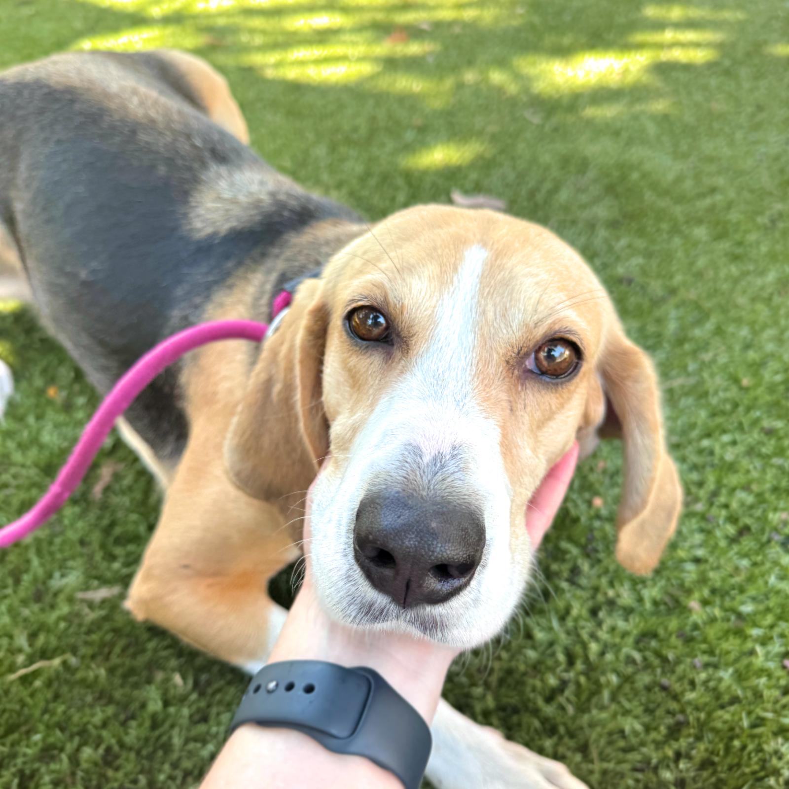 Enlarge Pebbles, a Adoptable Hound in Hilton Head Island, SC image 3/3