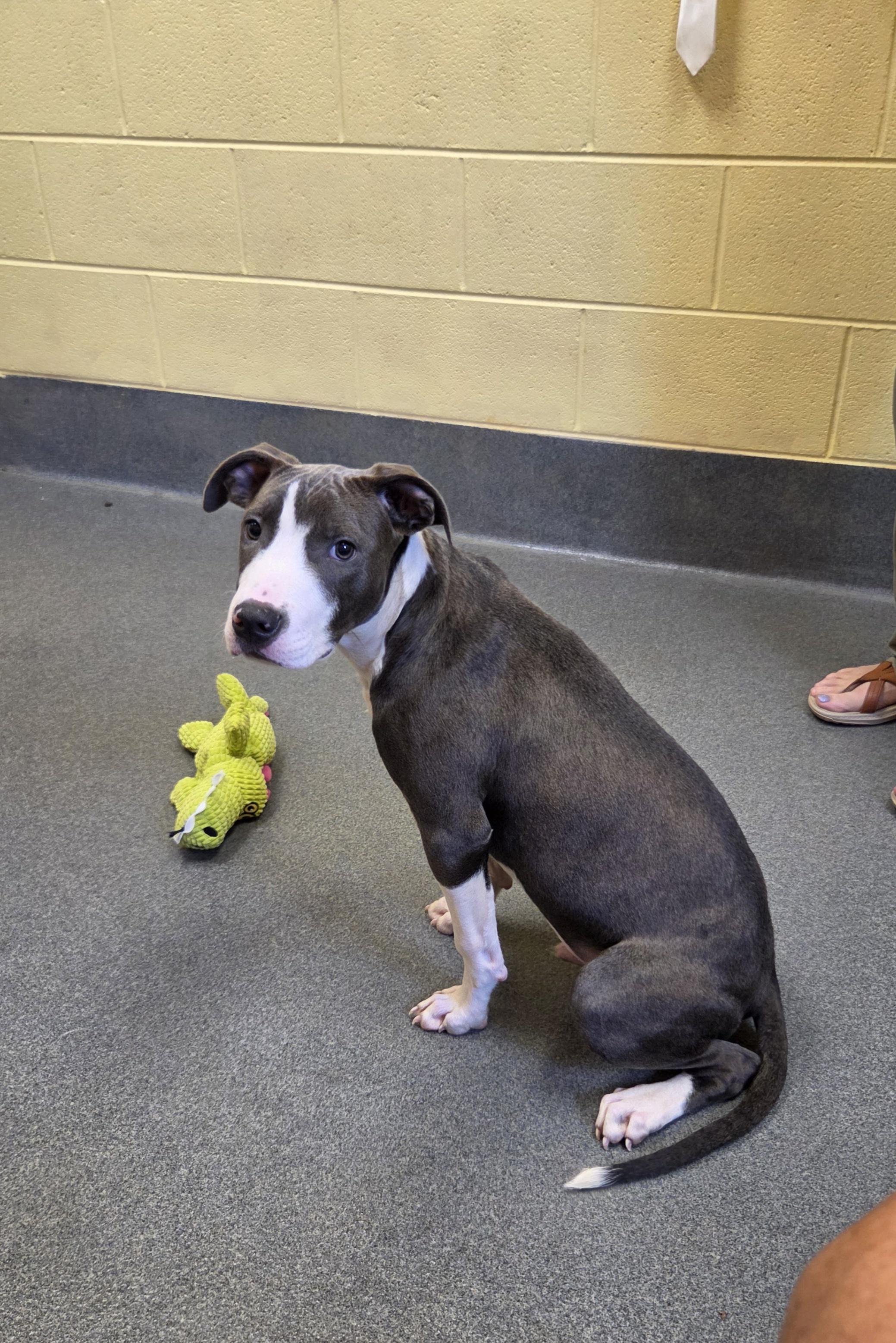 sweet Odie - ADOPTED, an adopted mixed breed in Amherst, VA image 4/5