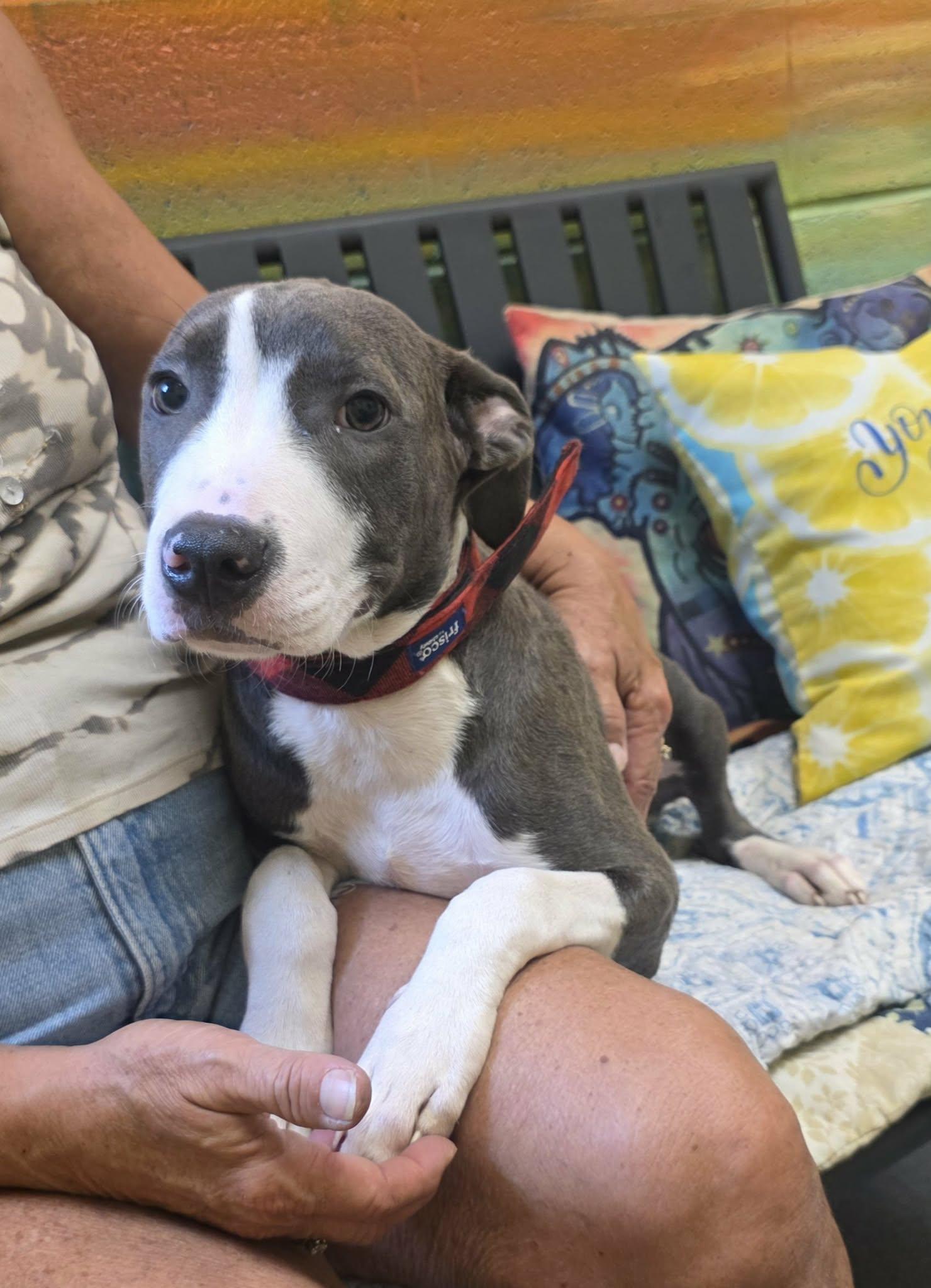 sweet Odie - ADOPTED, an adopted mixed breed in Amherst, VA image 2/5