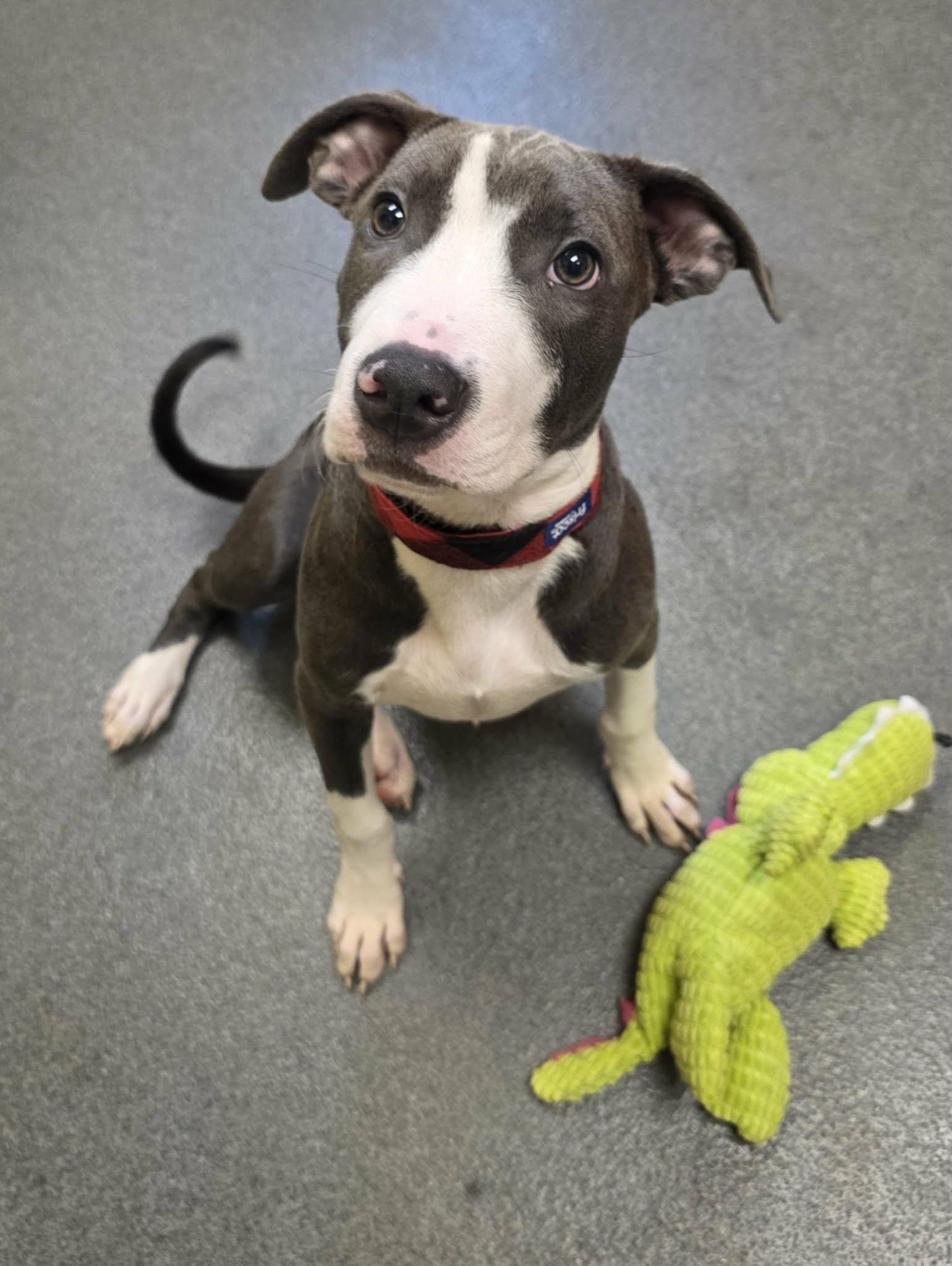 sweet Odie - ADOPTED, an adopted mixed breed in Amherst, VA image 1/5
