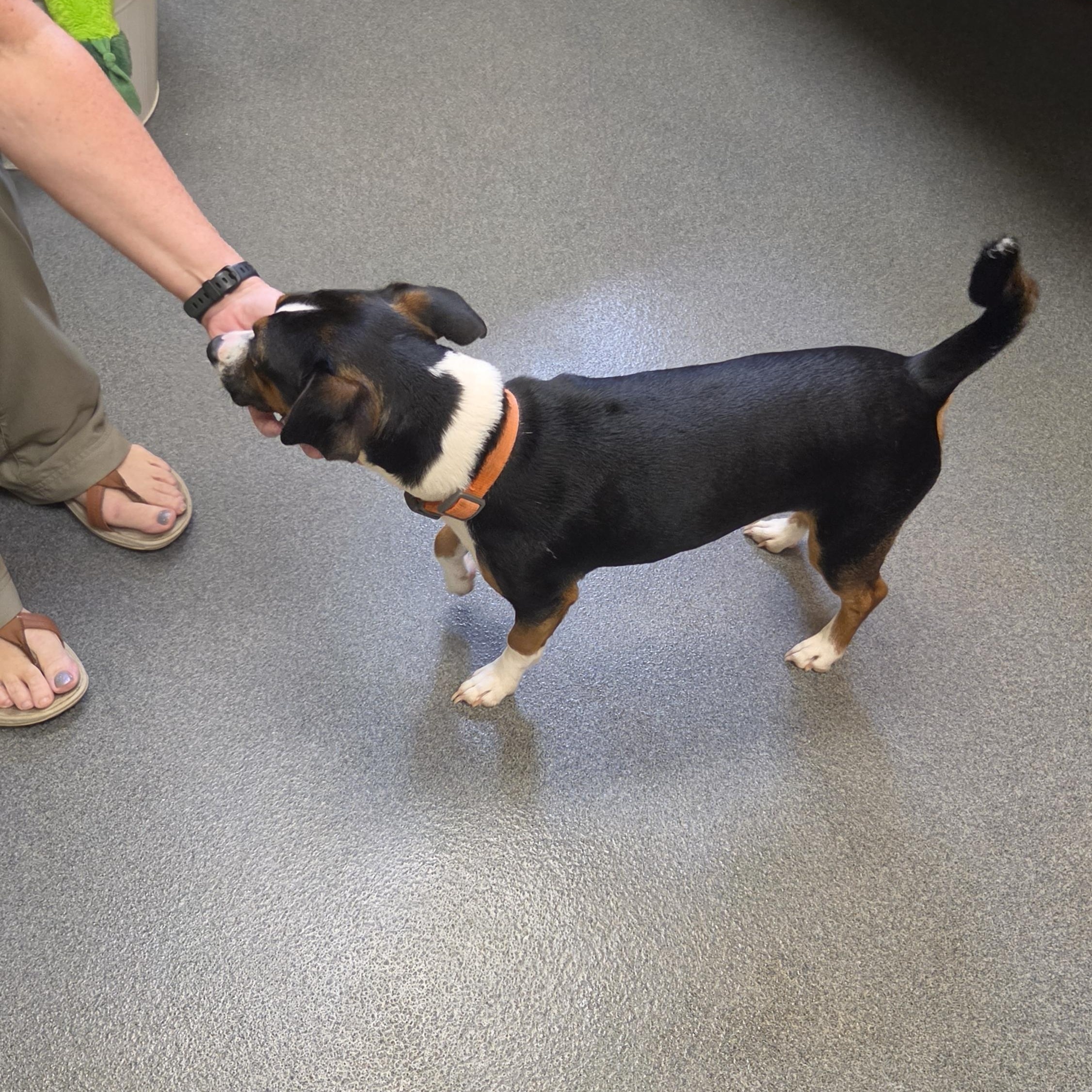 sweet Odie - ADOPTED, an adopted mixed breed in Amherst, VA image 5/5