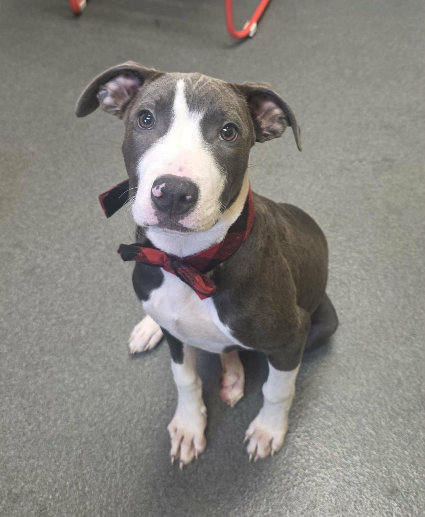 sweet Odie - ADOPTED, an adopted mixed breed in Amherst, VA image 3/5