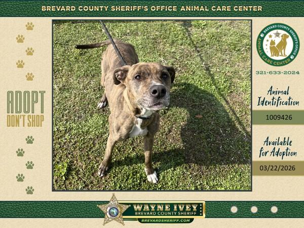 Enlarge Lucy, a Adoptable mixed breed in Melbourne, FL image 1/4