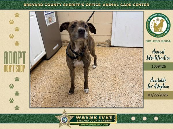 Enlarge Lucy, a Adoptable mixed breed in Melbourne, FL image 2/4