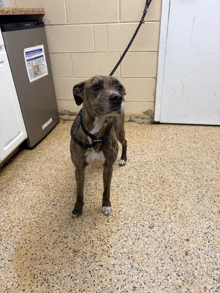 Enlarge Lucy, a Adoptable mixed breed in Melbourne, FL image 3/4