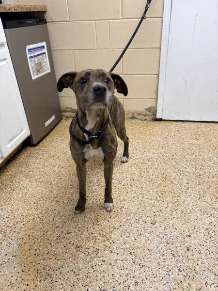 Enlarge Lucy, a Adoptable mixed breed in Melbourne, FL image 4/4