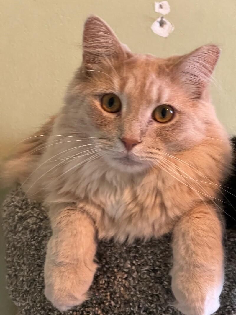 Enlarge Jesse, a Adoptable Domestic Medium Hair in Colmar, PA image 1/6