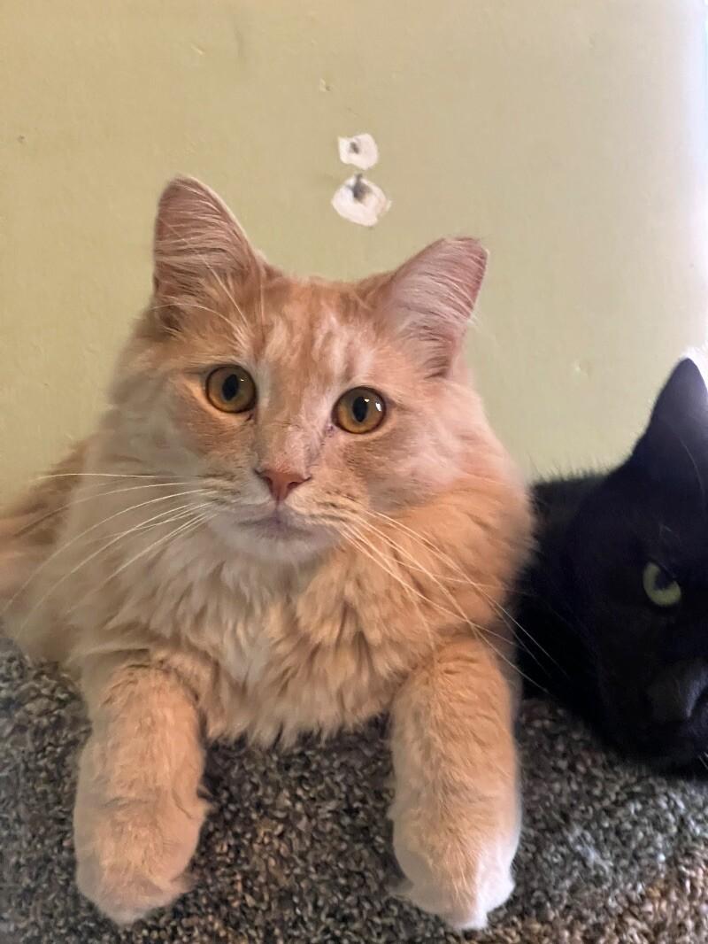 Enlarge Jesse, a Adoptable Domestic Medium Hair in Colmar, PA image 2/6