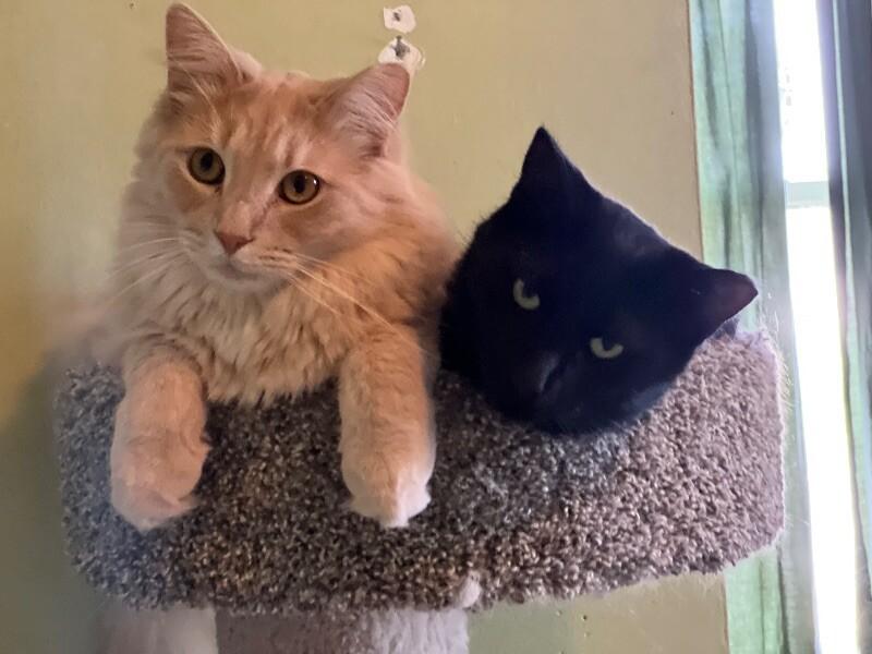 Enlarge Jesse, a Adoptable Domestic Medium Hair in Colmar, PA image 4/6