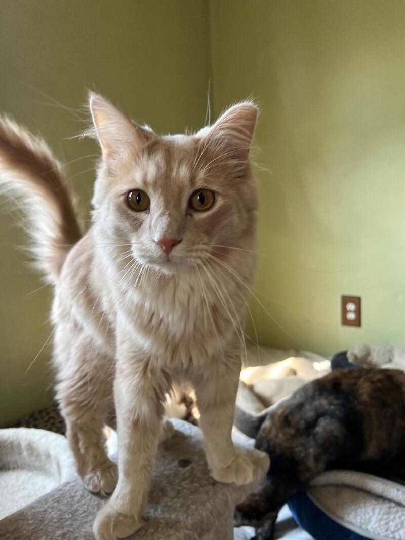 Enlarge Jesse, a Adoptable Domestic Medium Hair in Colmar, PA image 5/6