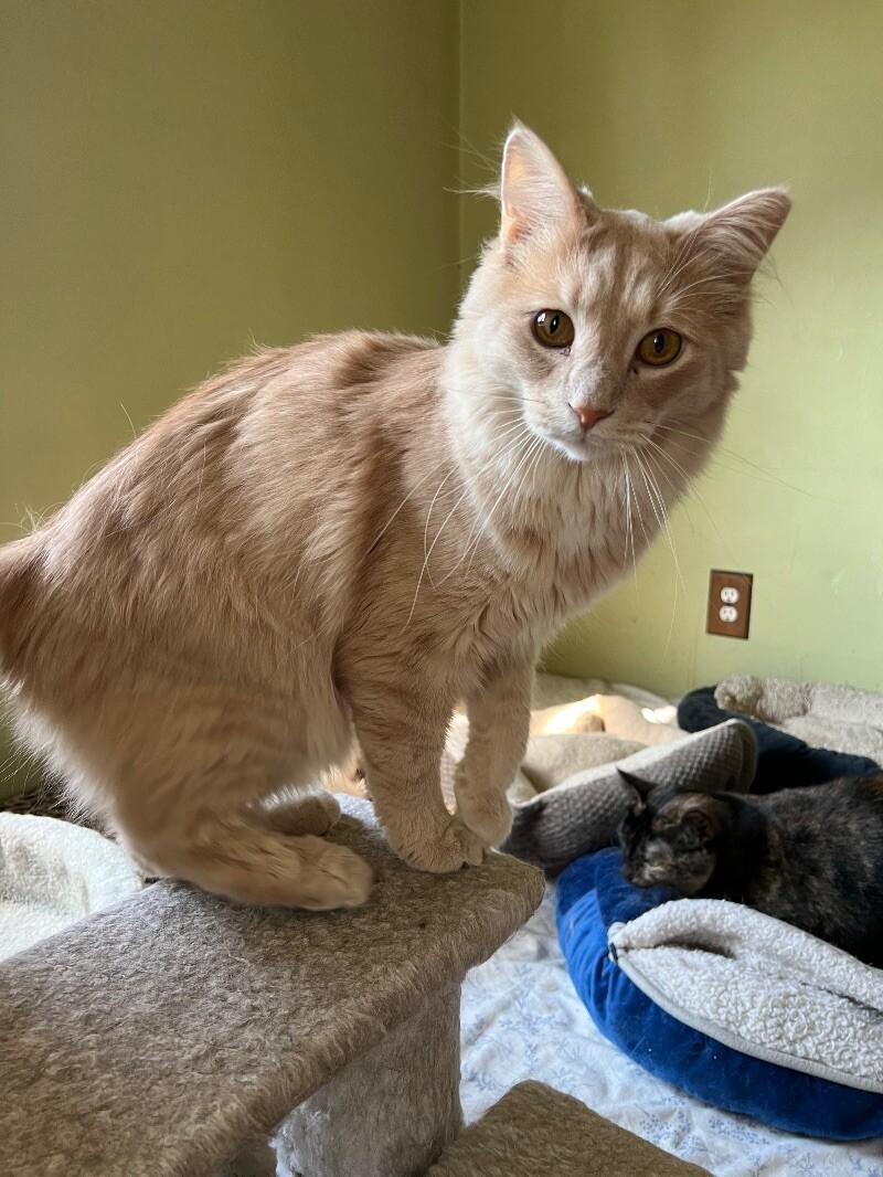 Enlarge Jesse, a Adoptable Domestic Medium Hair in Colmar, PA image 6/6