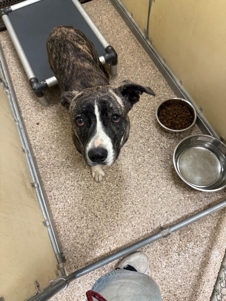 Suzy Q, Adoptable, Young Female Pit Bull Terrier.