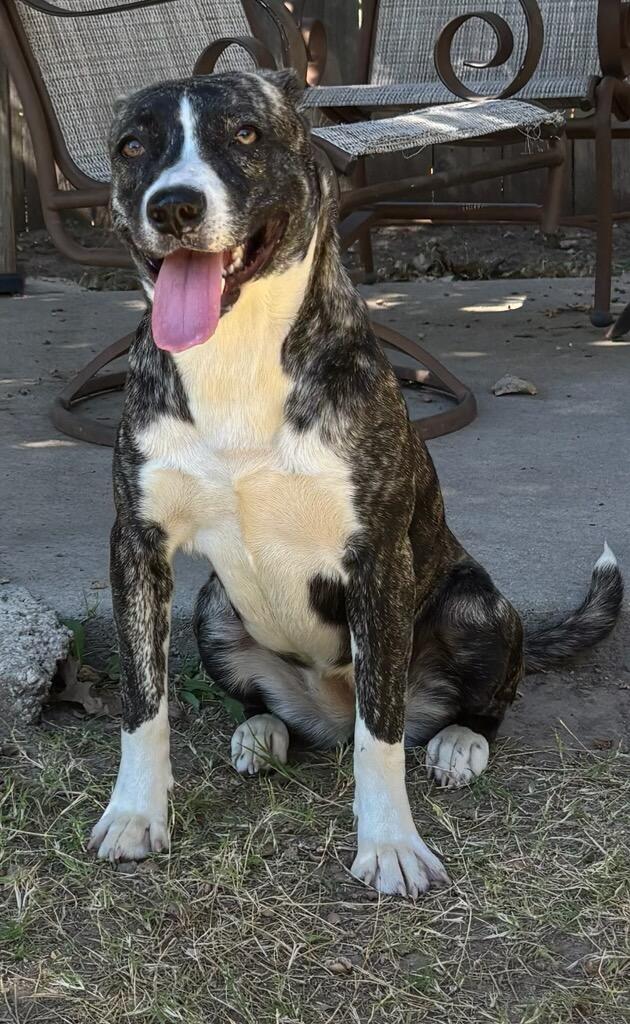 Suzy Q, Adoptable, Young Female Pit Bull Terrier.