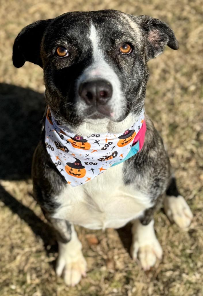 Enlarge Suzy Q, a Adoptable mixed breed in Great Bend, KS image 1/1