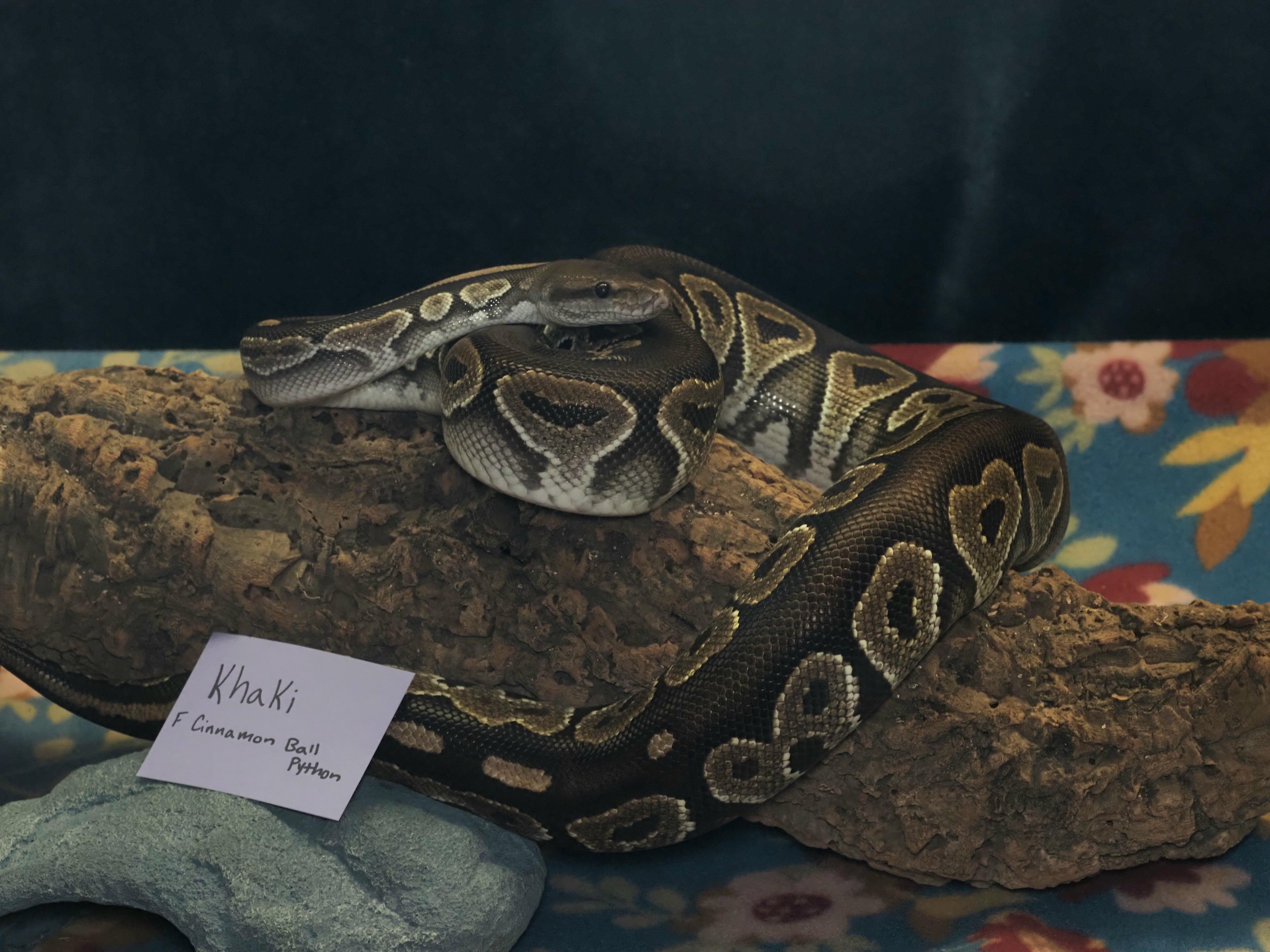 Khaki, ADOPTABLE, Adult Female Ball Python.
