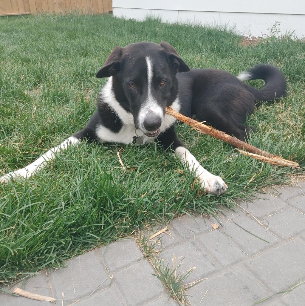 Big Max, Adoptable, Adult Male Border Collie & Mixed Breed.