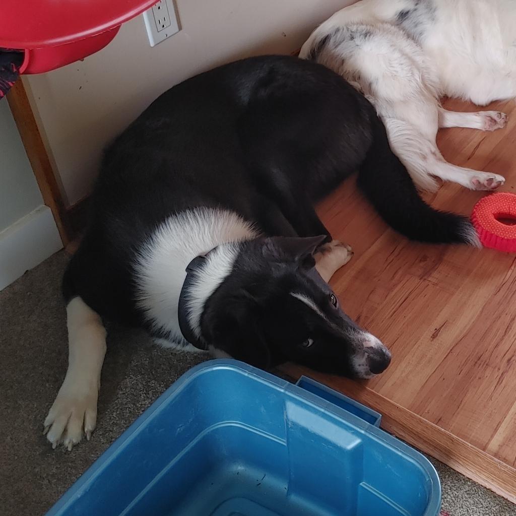 Enlarge Big Max, a Adoptable mixed breed in Didsbury, AB image 2/2