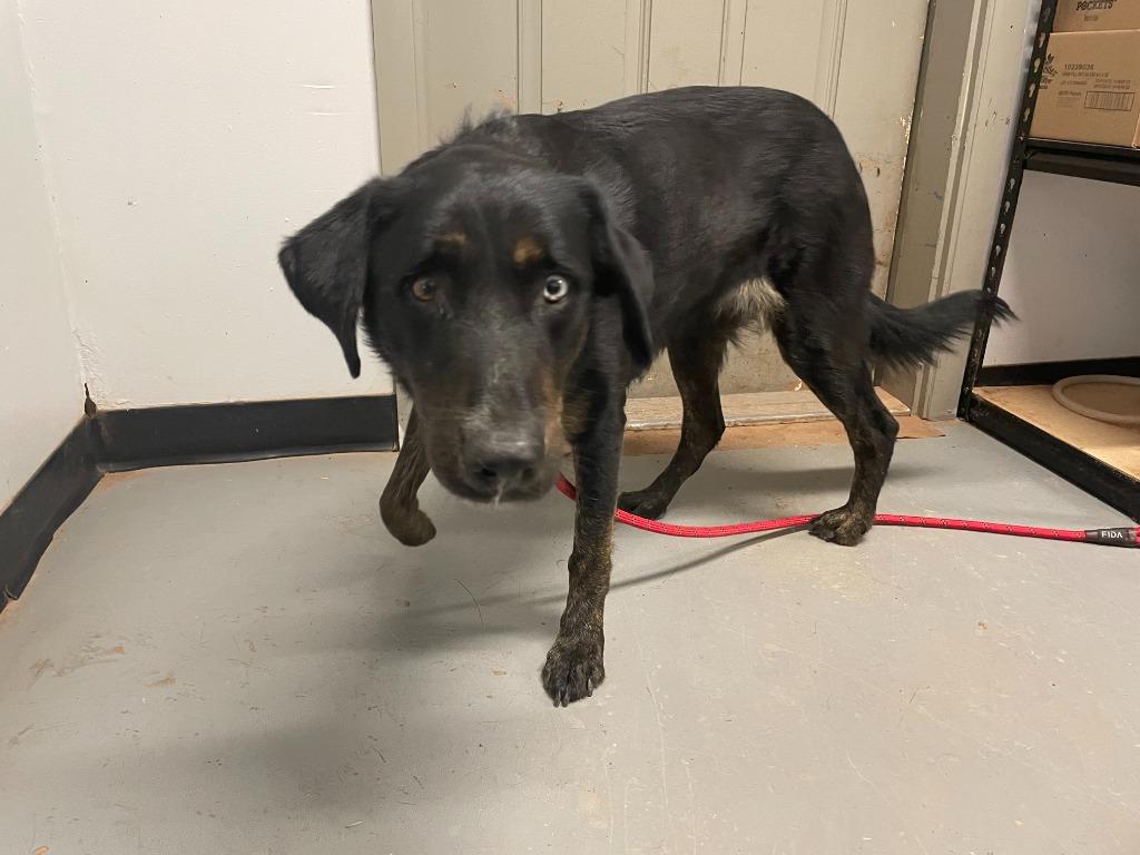 Queenie, Adoptable, Adult Female Shepherd.