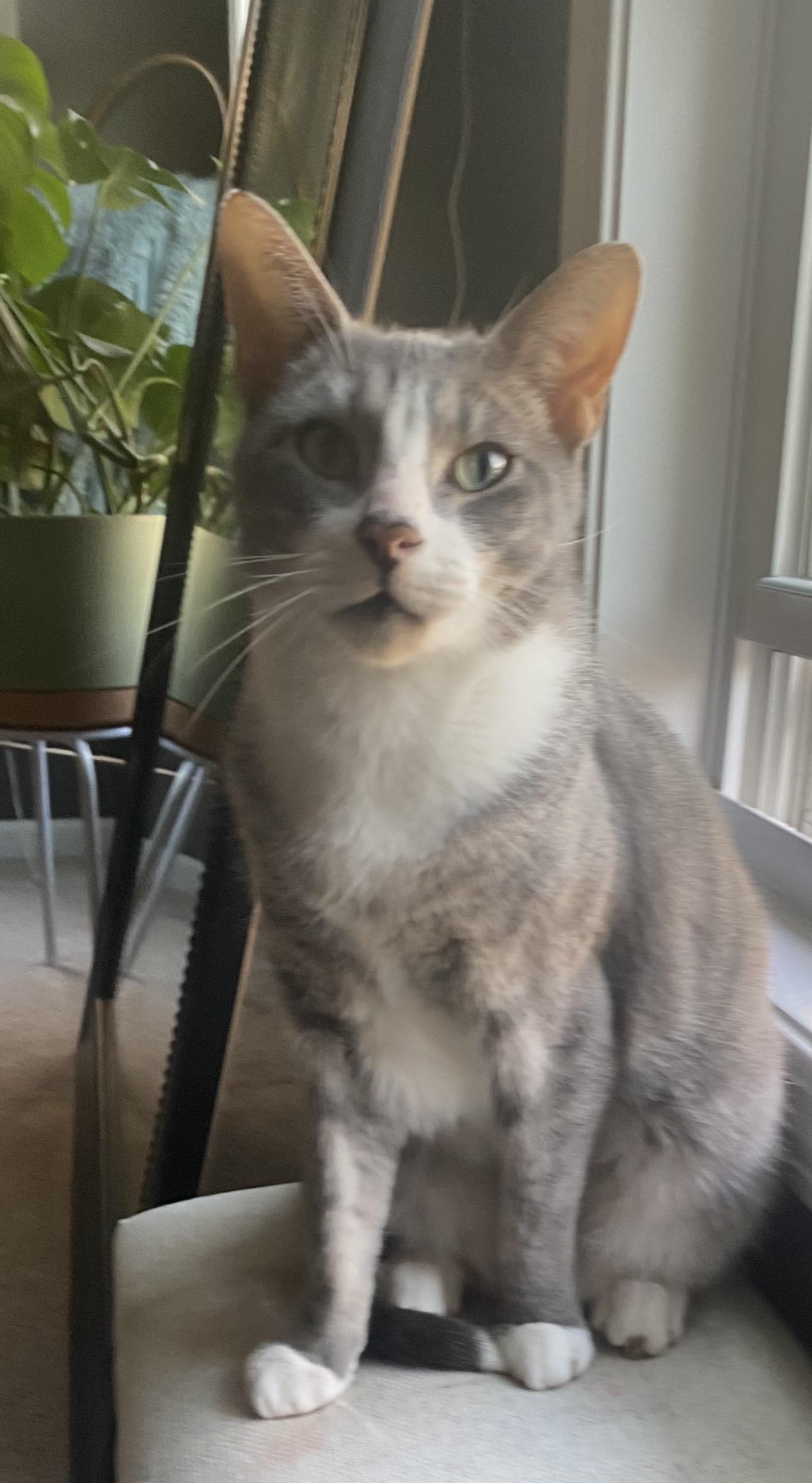 Reuben, Adoptable, Adult Male Domestic Short Hair.