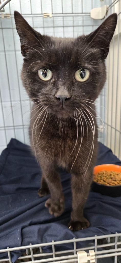 Kiwi, Adoptable, Adult Female Domestic Short Hair.