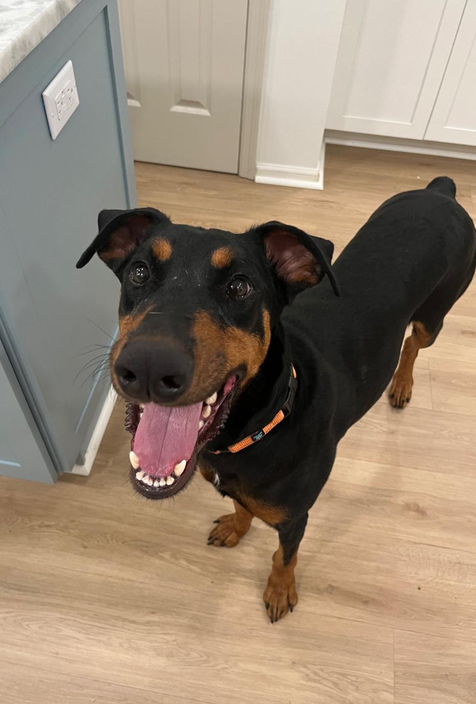 Athena, Adoptable, Adult Female Doberman Pinscher.
