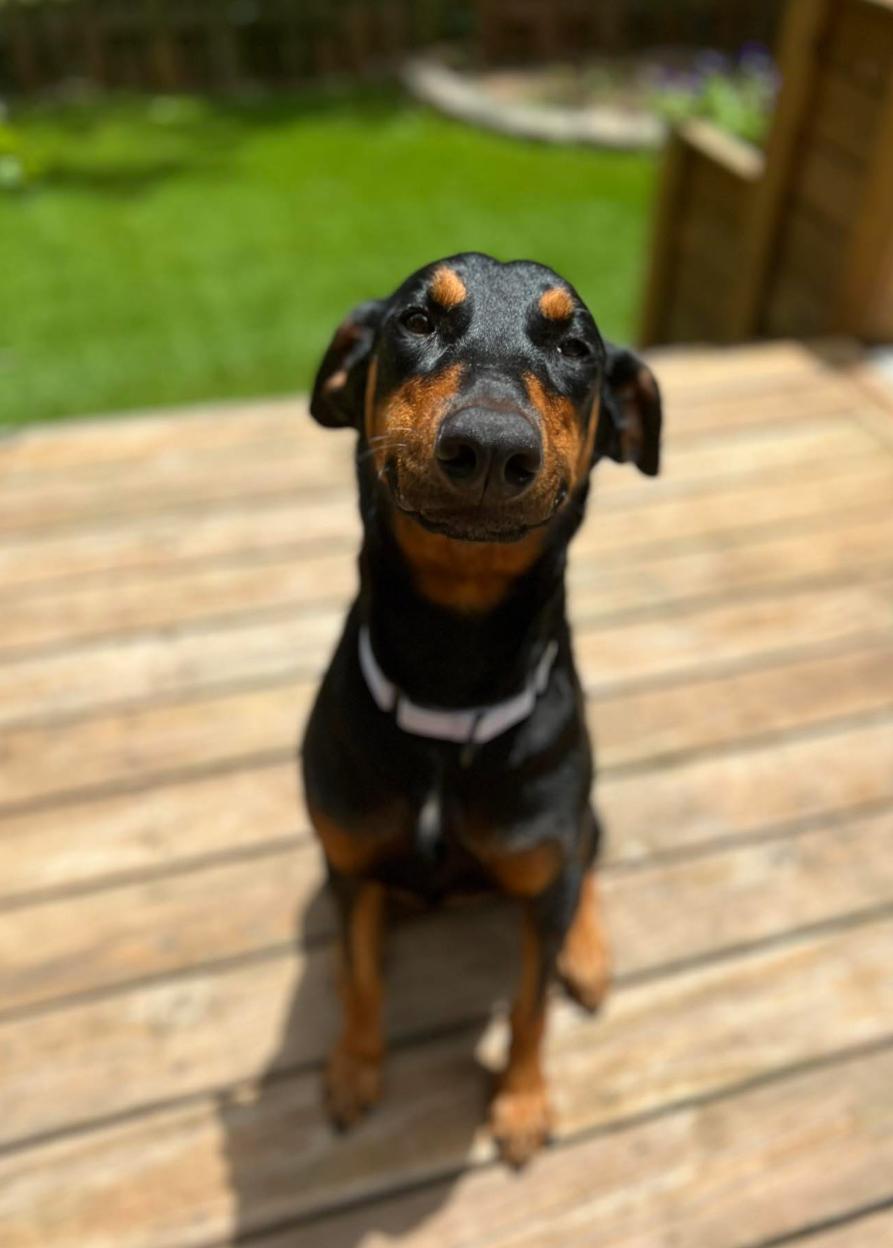 Enlarge Athena, a Adoptable Doberman Pinscher in Matthews, NC image 2/4